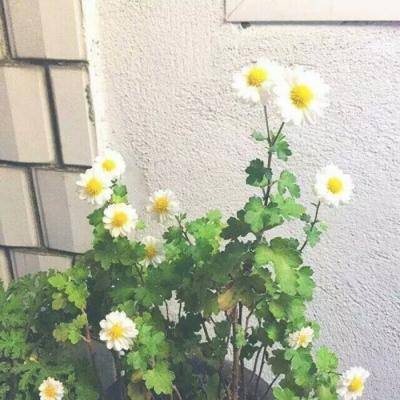 皇家88app下载